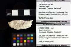 Foto (Objket + Etiketten) von Prosopon sp. 